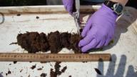 A peat core being broken down into sections for individual analysis 