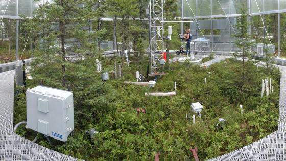 Interior of SPRUCE experimental chamber showing ground-based sensors, tower, and walkways. August 2015