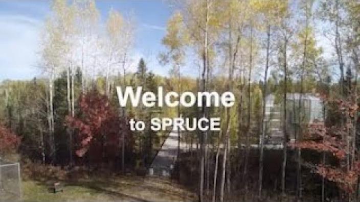 Preview image for the video "SPRUCE Virtual Tour".