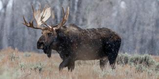 US Forest Service Northern Research Station moose