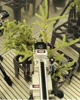Photosynthesis measurement of Picea mariana in a temperature controlled growth chamber